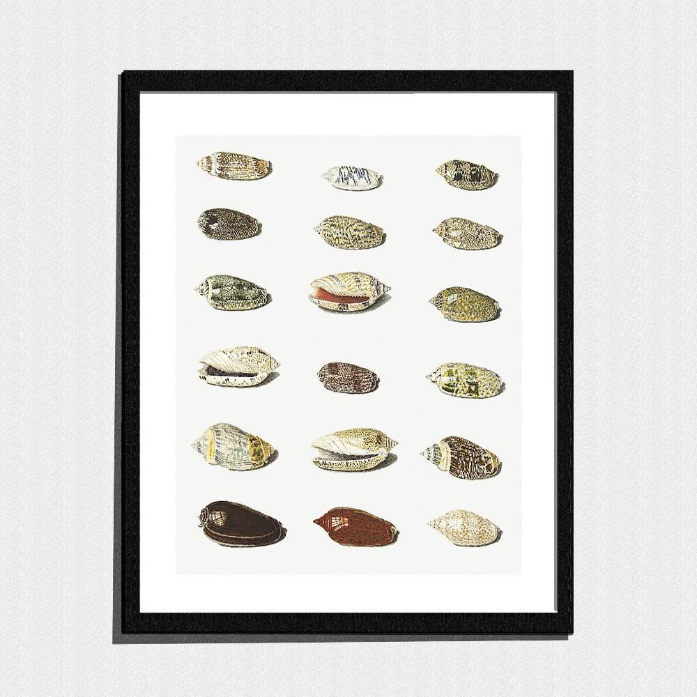 Art Print, Minimalist Seashells Nature Sketch